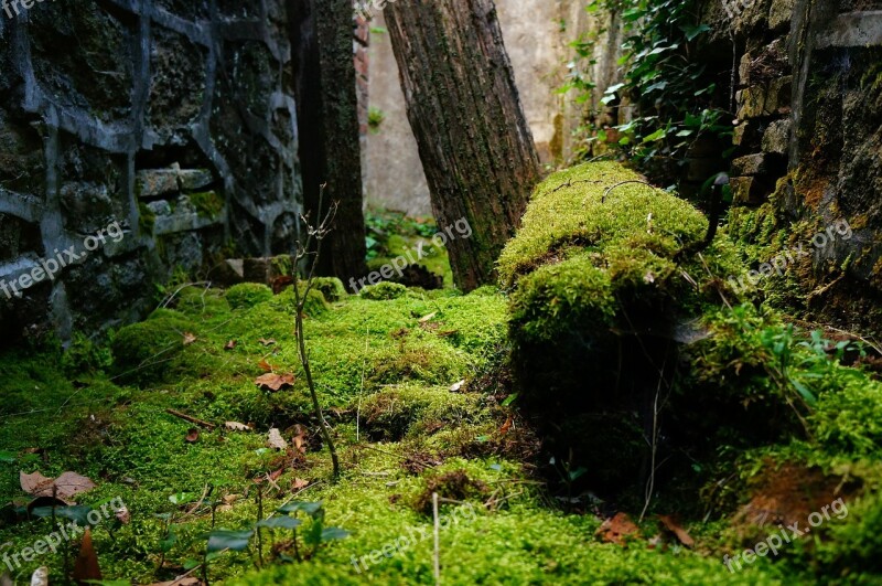 Foam Abandoned Nature Beam Green