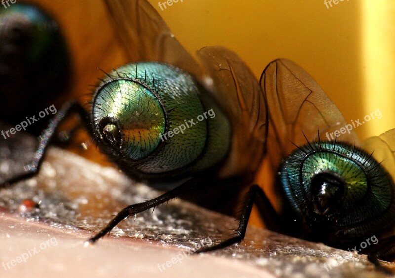 Fly Ass Anus Macro Free Photos