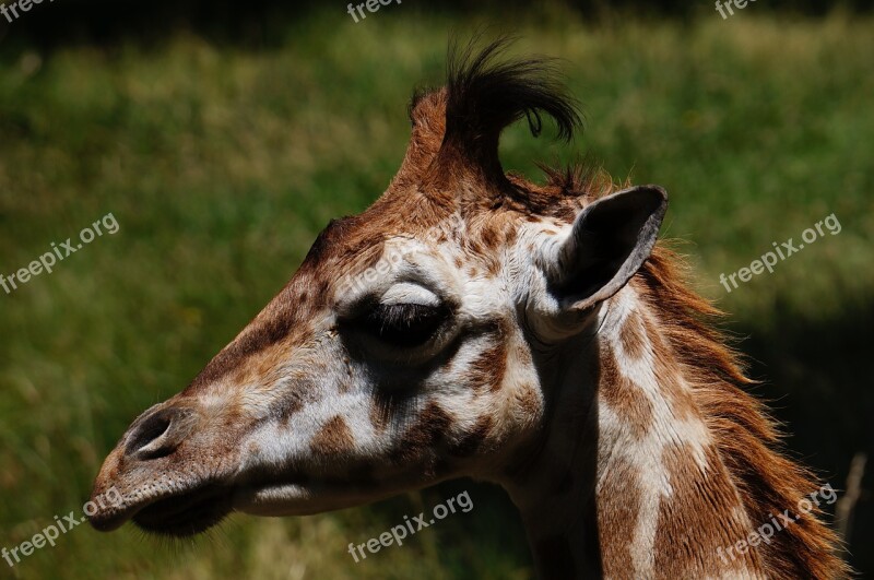 Giraffe Animal Zoo Portrait Head