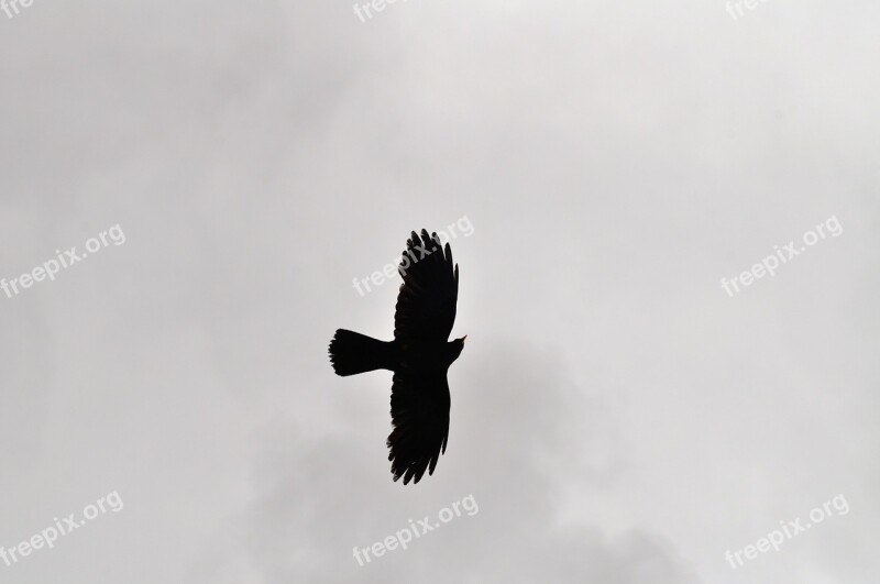 Bird Sky Silhouette Animal Cloud