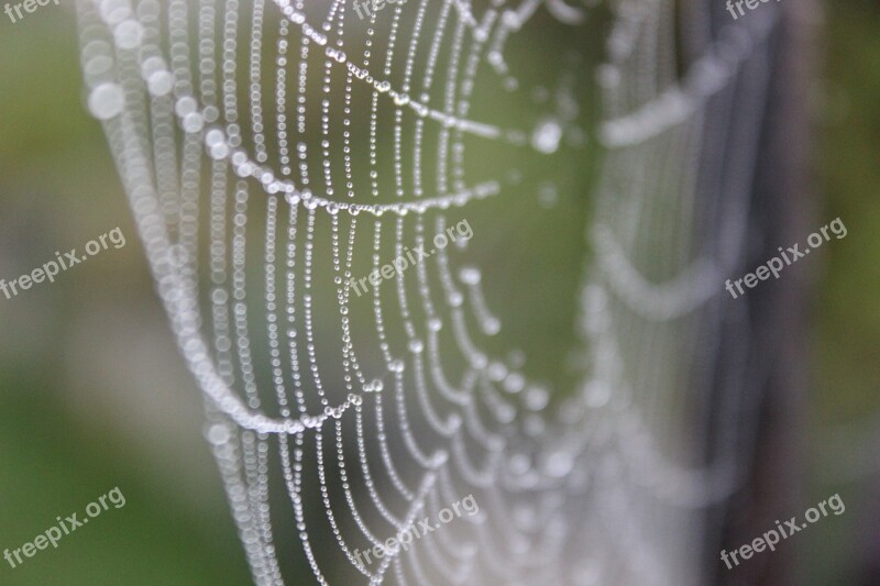 Web Dew Gossamer Drops Green