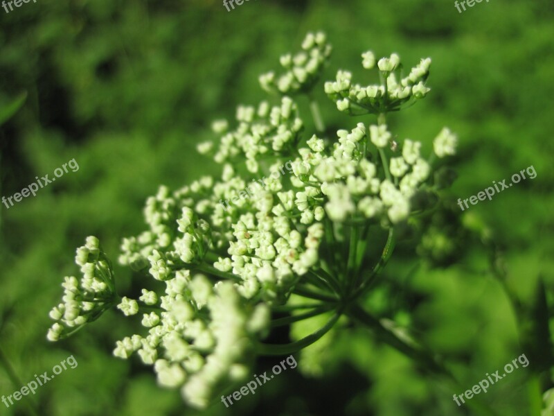 Yarrow White Green Blossom Bloom