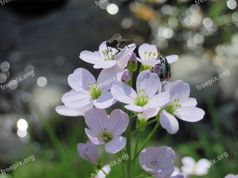 Flowers Flower Insect Beetle Fly