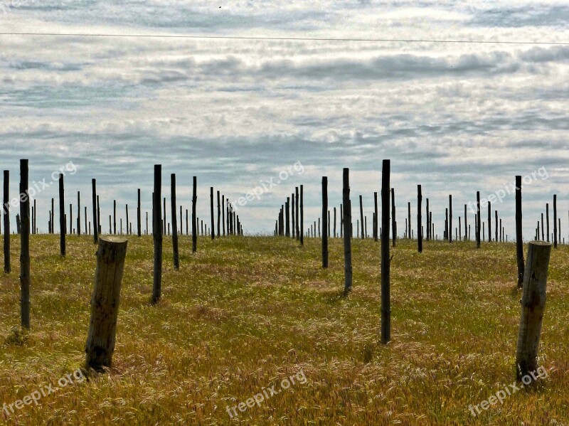 Vineyard Field Sticks Agriculture Winery