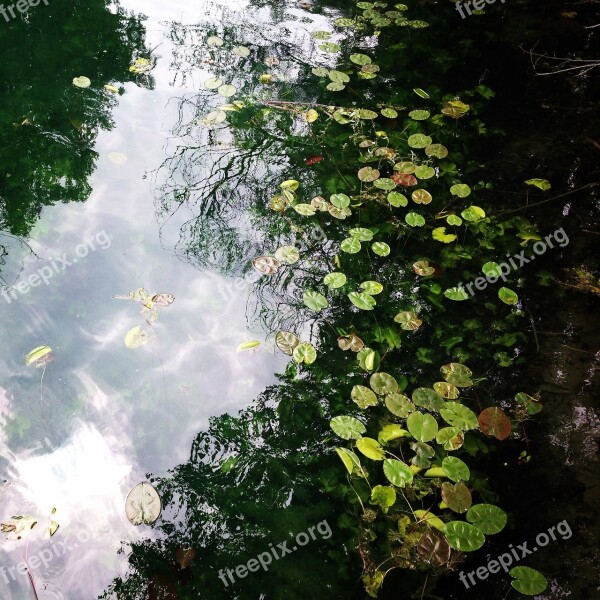 Water Creek Nature Forest Lilypads