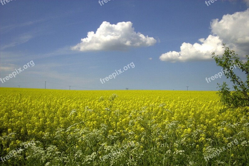 Field Of Rapeseeds Oilseed Rape Rape Blossom Rügen Spring