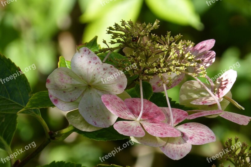 Plate Hydrangea Hydrangea Ornamental Shrub Blossom Bloom