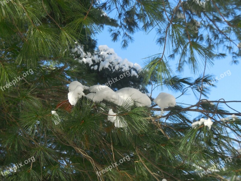 Snow Branch Tree Pine Tree Winter