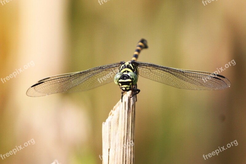 Tiger Dragonfly Dragonfly Kinjeng Free Photos