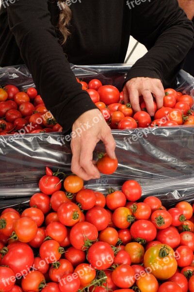 Tomatoes Healthy Organic Market Free Photos