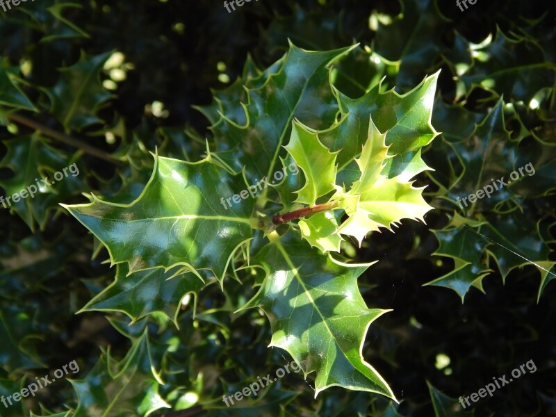 Holly Summer Spring Green Leaves