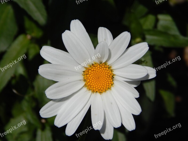 Daisy Flower Garden Flowers Flora