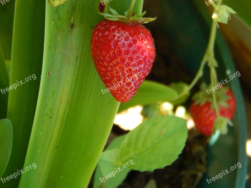 Strawberry Huerta Garden Fruit Nature