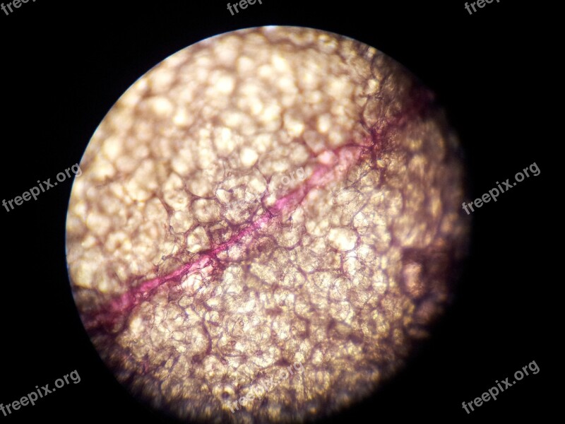 Microscope Cell Structure Science Orchid Phalaenopsis