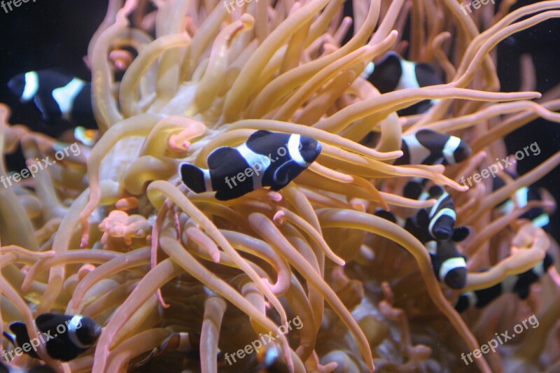 Anemone Fish Anemone Fish Ocean Marine