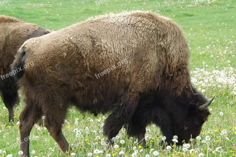 Buffalo Bison Western West Plains