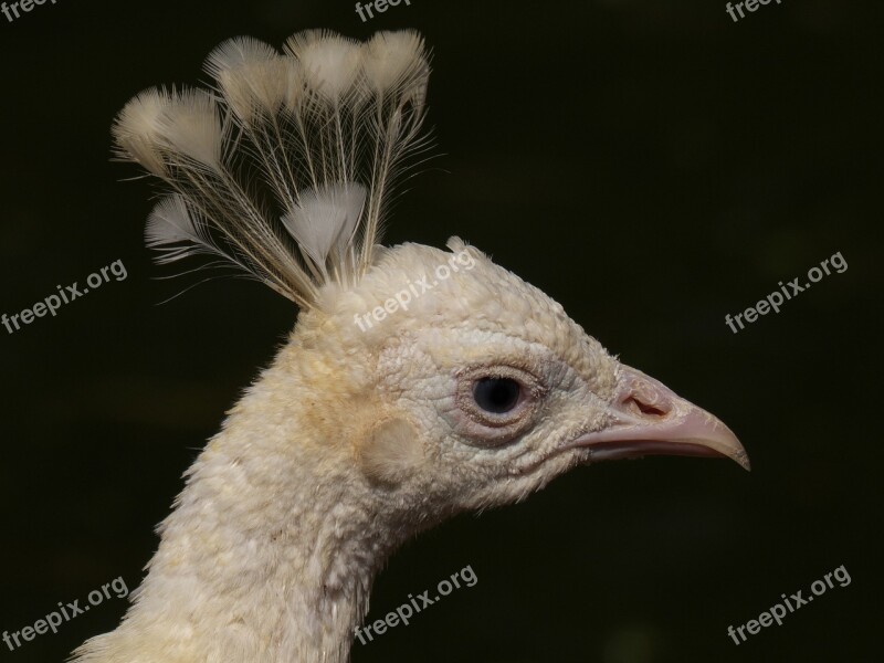 Peacock Bird White Plumage Free Photos