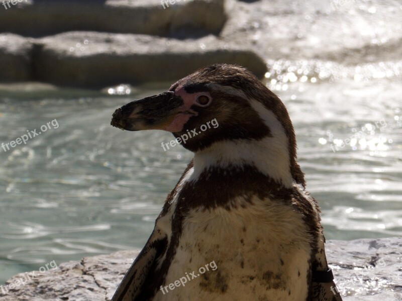 Penguin Bird Animals Zoo Free Photos