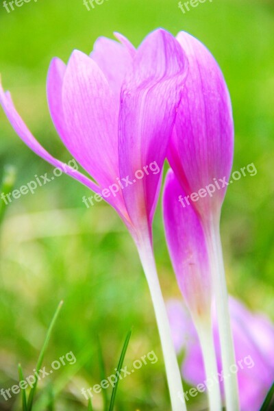 Autumn Crocus Flower Nature Autumn Free Photos