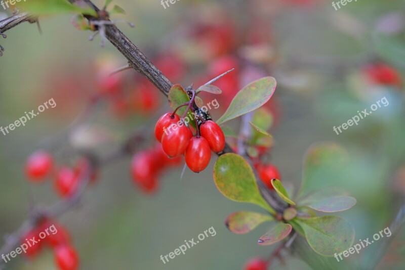 Barberry Berberis Plant Red Fruits Nature