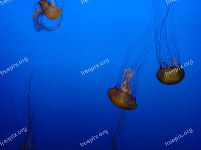 Jellyfish Sea Aquarium Sea Animals Water Animals