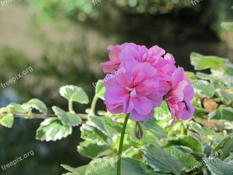 Flower Pink Nature Plant Flowers