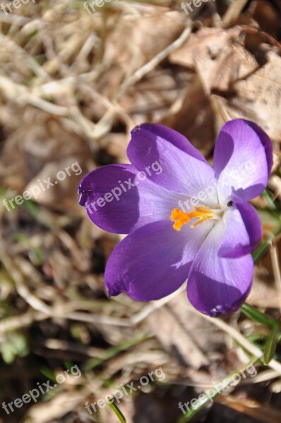 Crocus Purple Flower Spring Flower Nature