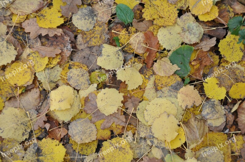 Autumn Leaves Autumn Leaf Fallen Leaves Free Photos