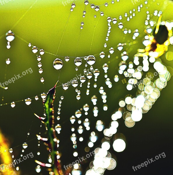 Drops Of Water Rosa Macro Cobweb The Stem