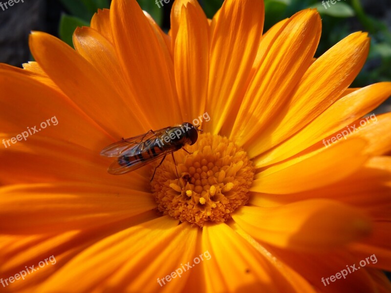 Flower Hoverfly Blossom Bloom Orange