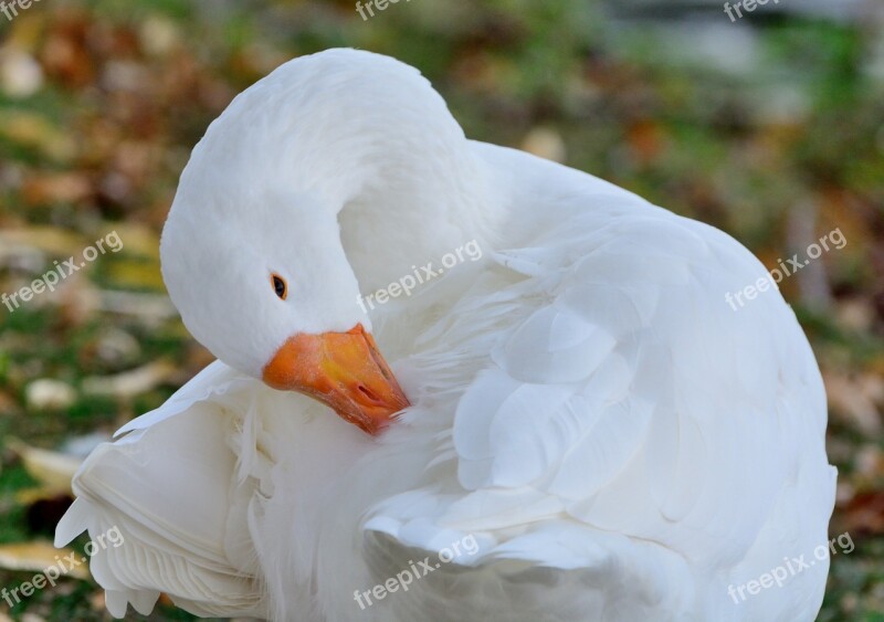 Greater Snow Goose Geese Bird White Plumage