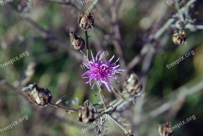 Flower Purple Nature Floral Natural