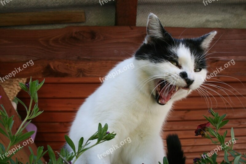 Cat Pet Upset Angry Roar