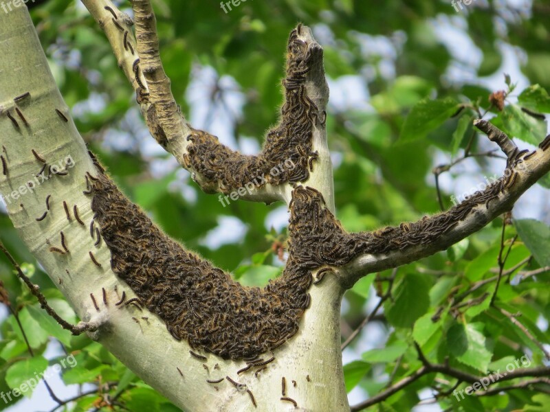 Caterpillars Pests Tent Caterpillars Insect Nature