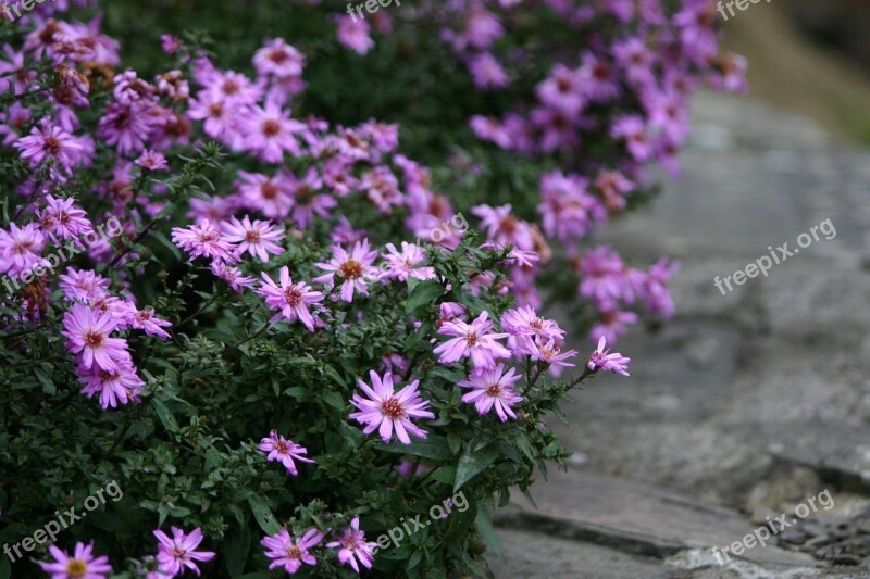 Flowers Pink Nature Nice Free Photos