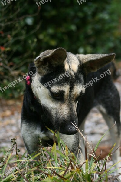 Dog Young Puppy Animal Adorable