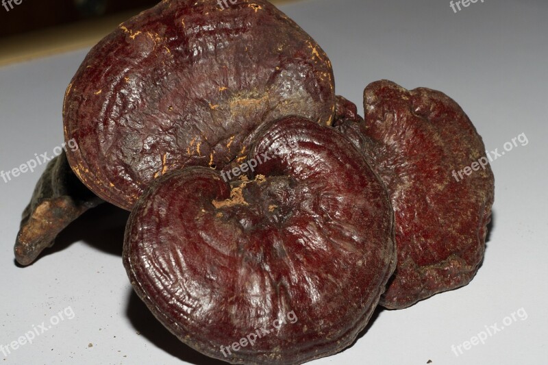 Chinese Medicine Ganoderma Health Free Photos