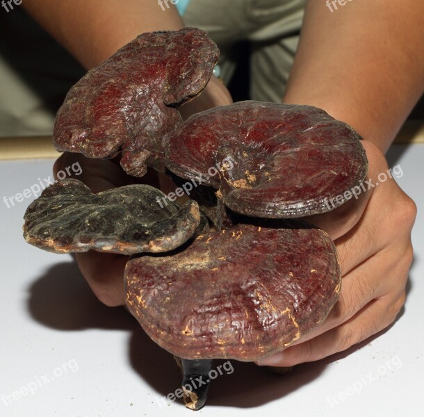 Chinese Medicine Ganoderma Health Free Photos