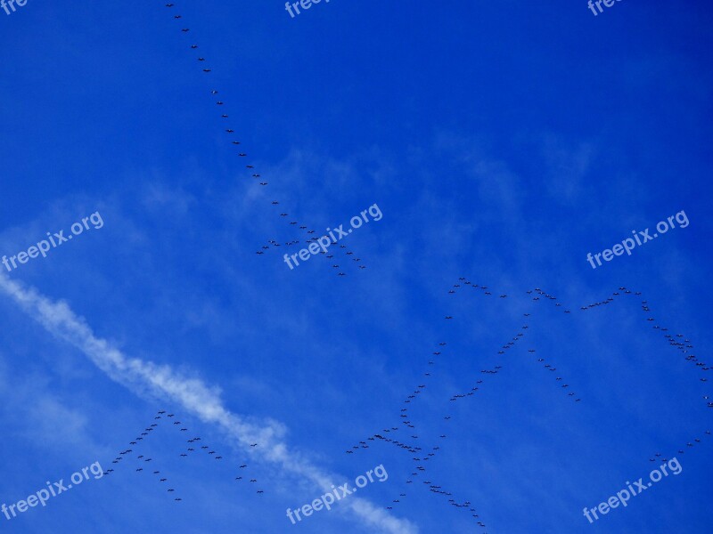 Migration Migratory Birds Birds Blue Sky Free Photos