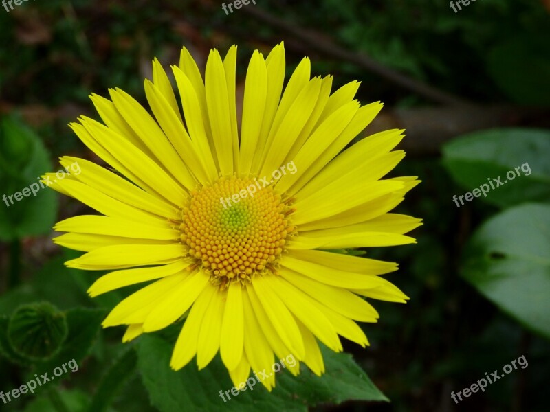 Spanish Yellow Daisy Flower Yellow Free Photos