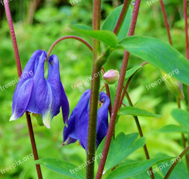 Akelei Flower Blue Garden Free Photos