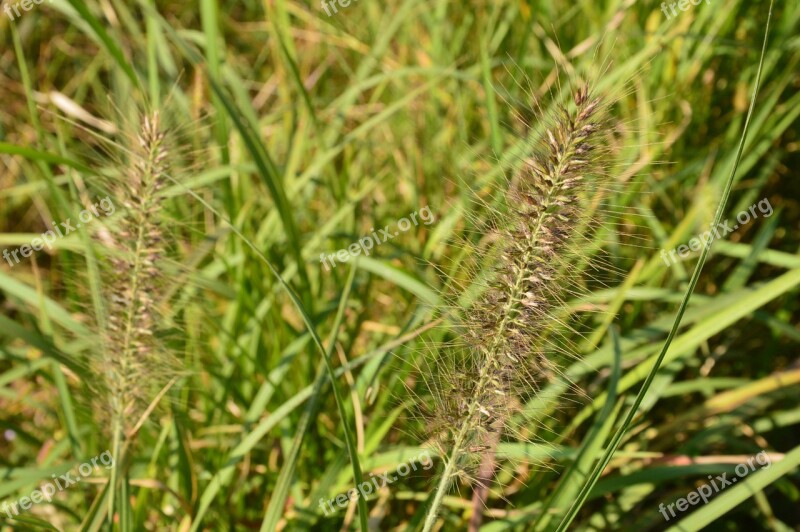 Grass The Scenery Outdoor Free Photos