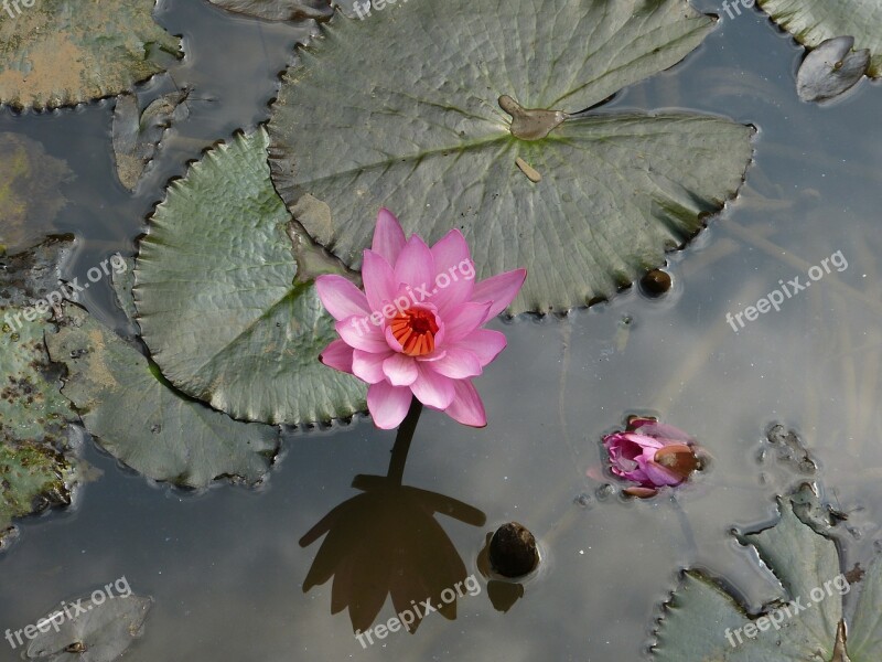 Water Lily Aquatic Plant Blossom Bloom Nuphar Lutea