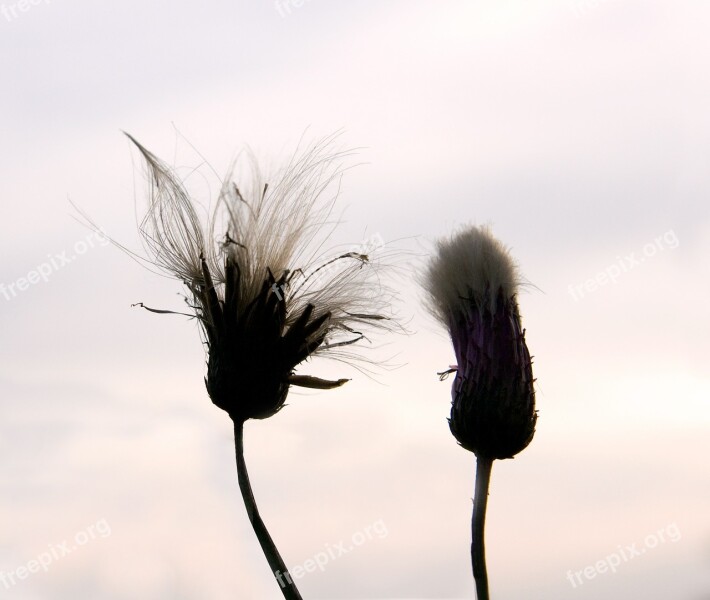 Flowers Flowers In Pairs Two Flowers Free Photos