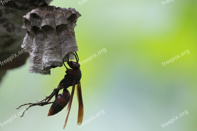 Wasps Bee Honey Flying Insects Free Photos