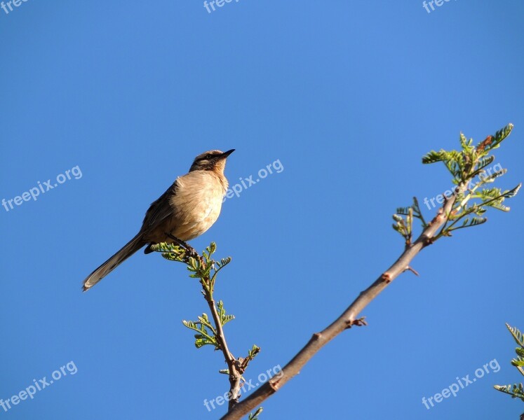 John Clay Bird Flying Sky Free Photos