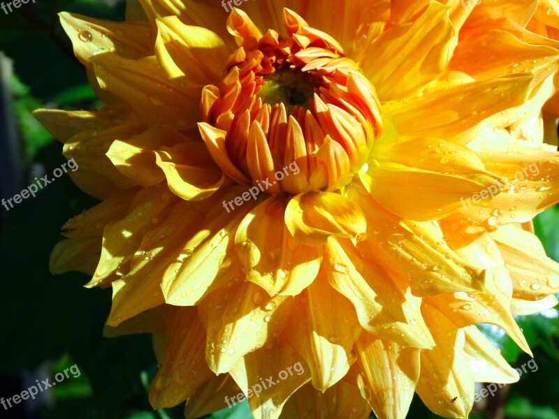 Aster Flower Blossom Bloom Yellow