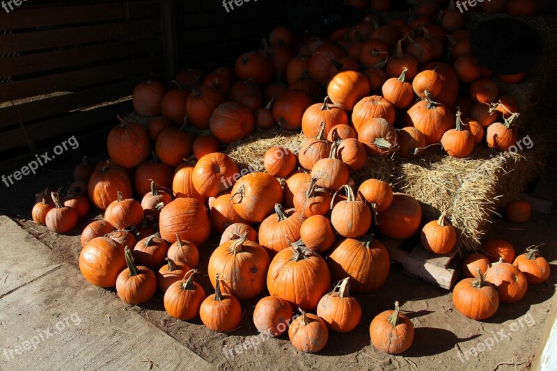 Pumpkins Pile Fall Autumn Crop