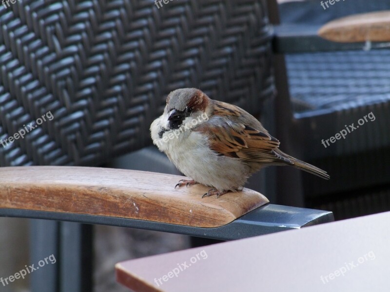 Sparrow Bird Sperling House Sparrow Birds