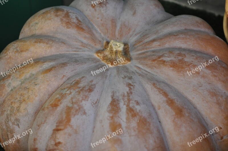 Pumpkin Vegetable Orange Free Photos